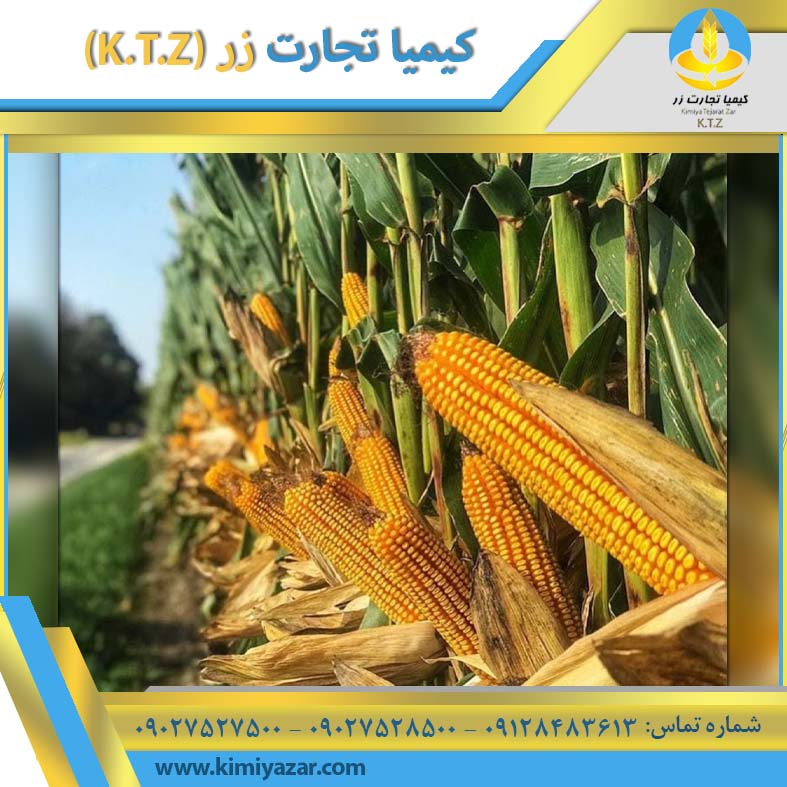 ذرت روس آمل