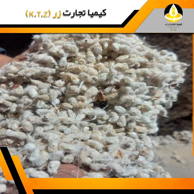 تخم پنبه گرمسار