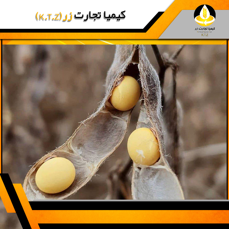 دانه سویا برزیل